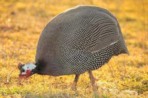 Animals chiken Stock Photos