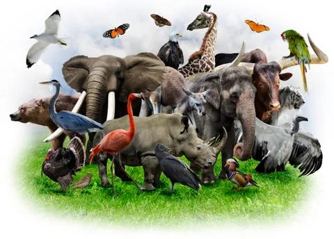 Animals collage Stock Illustration