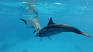 Animals Communication In The Wildlife. Spinner Dolphin (Stenella Longirostris) Stock Footage