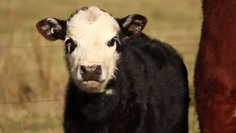 Animals Cow Stock Footage 231128677