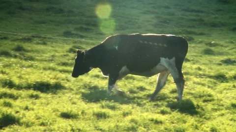 ANIMALS cow magic hour Stock-Footage 111438311
