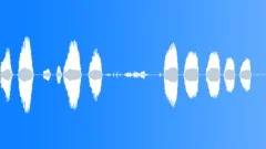 Animals Cows Calf Calls Moo Guttural Fast Breathing Panting Chew Close Up Inter Sound Effect
