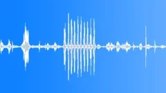 Animals Cows Heifer Vocal Calls Short Rhythmic Grunts Snorts Fierce MSound Effect