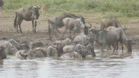 Animals crossing the Mara River during the Great Migration between Tanzania Stock-Footage 146551218