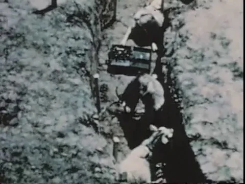 Animals dead due to effects of gas while a goat with mask is still alive - 1959 Stock Footage 93691843
