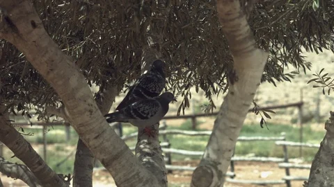 Animals in the Desert Stock Footage 113008928