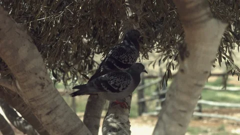 Animals in the Desert Stock Footage 113010820