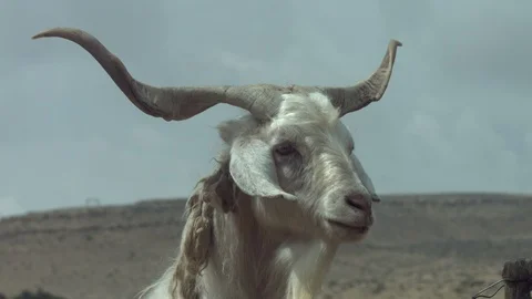 Animals in the Desert Stock Footage 113010881