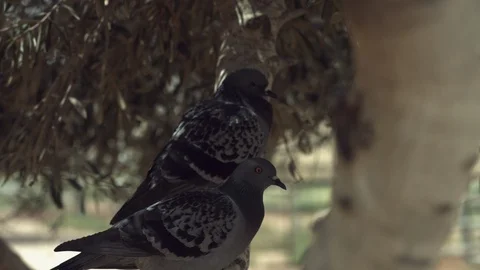 Animals in the Desert Stock Footage 113011302