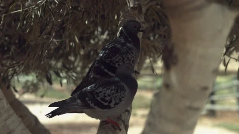 Animals in the Desert Stock Footage 113012227