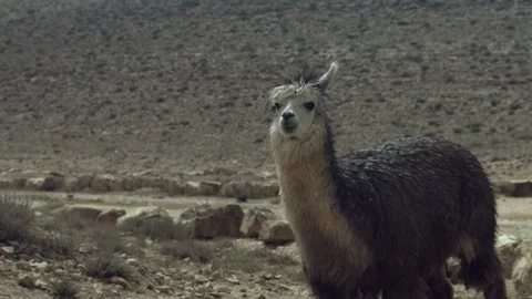 Animals in the Desert Stock Footage 113012721