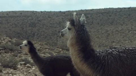 Animals in the Desert Stock Footage 113013193