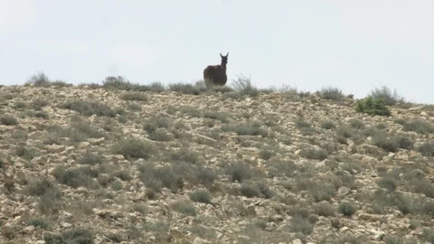 Animals in the Desert Stock Footage 113014076