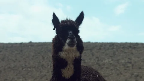 Animals in the Desert Stock Footage 113014269