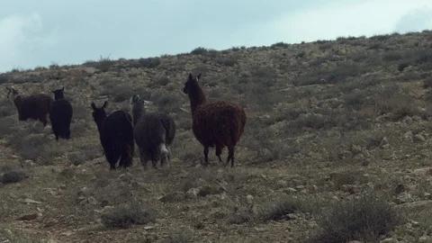 Animals in the Desert Stock Footage 113014917