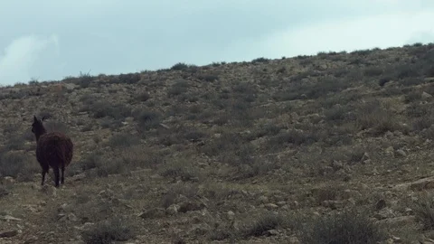 Animals in the Desert Stock Footage 113014943