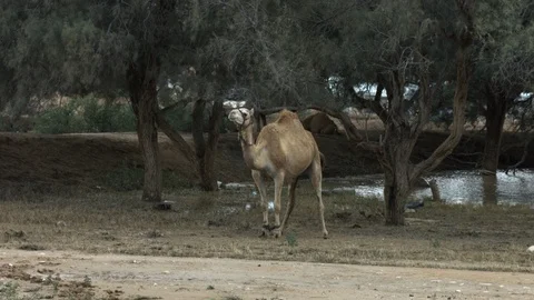 Animals in the Desert Stock Footage 113016148