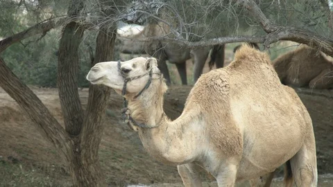 Animals in the Desert Stock Footage 113016476