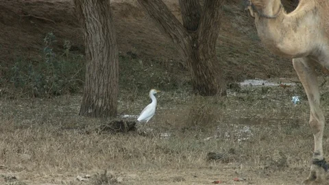 Animals in the Desert Stock Footage 113016490