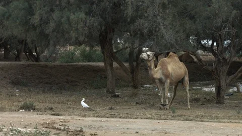 Animals in the Desert Stock Footage 113016782