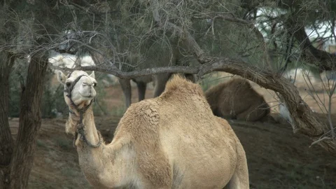 Animals in the Desert Stock Footage 113016957