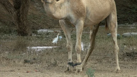 Animals in the Desert Stock Footage 113017060