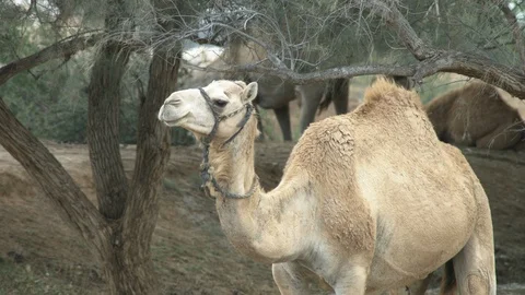 Animals in the Desert Stock Footage 113017322
