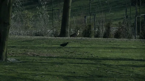 Animals from a distance Stock Footage 36619647