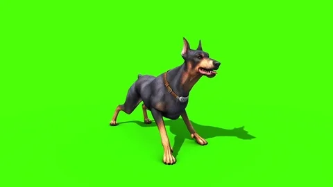 Animals Dog Doberman Bark Loop Green Screen 3D Rendering Animation Stock Footage 80678158