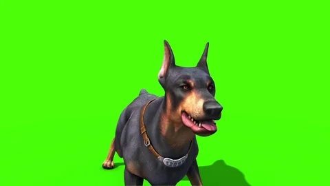 Animals Dog Doberman Bark Loop Front Green Screen 3D Rendering Animation Stock Footage 80678168