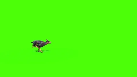 Animals Dog Doberman Runs Side Green Screen 3D Rendering Animation Stock Footage 80678290