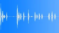 Animals Dogs Chihuahua 50 Days Old Barks Painful Squeals Settle Gave Up Studio Sound Effect
