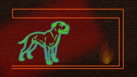 Animals, dogs. Stock Footage 149870562