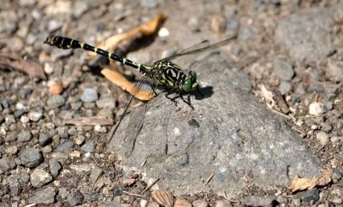 Animals - Dragonfly in summer Stock Photos
