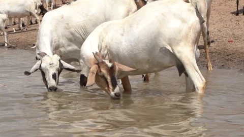 Animals drinking water in a dam Video stock 256122766