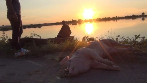 Animals drowned by floods. Flooded fields, farms and villages at sunset Stock Footage 102621653