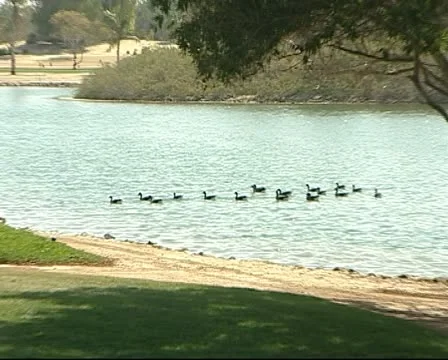 Animals - Ducks in the lake Video stock 12675564