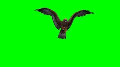 ANIMALS . EAGLES. 4k,TIMEe-58 seconds. Stock Footage 295125822