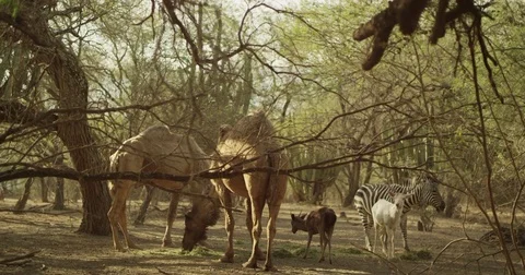 Animals Eating Wheat Stock Footage 81225285
