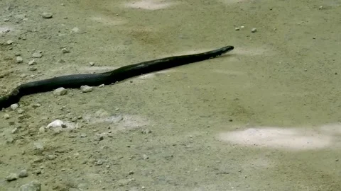 Animals encountered in the wilderness. Stock Footage 156188218