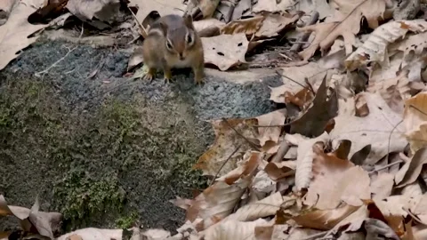 Animals encountered in the wilderness. Stock Footage 156188224