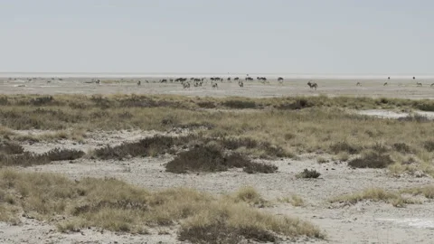 Animals on Etosha pan 02 Stock Footage 229473023