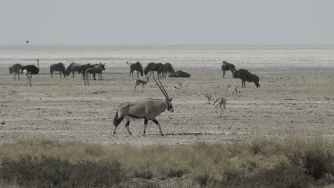 Animals on Etosha pan 03 Stock Footage 229473286
