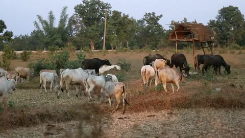 Animals in evening Stock Footage 196006130