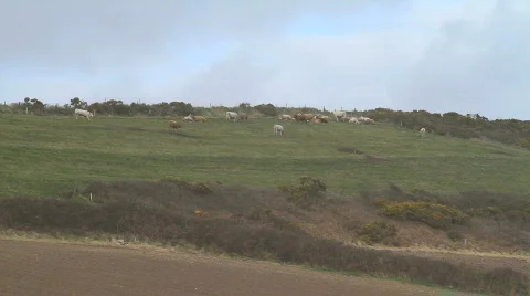 Animals on Farm Video stock 683338