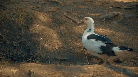 Animals on the farm Stock Footage 95998759