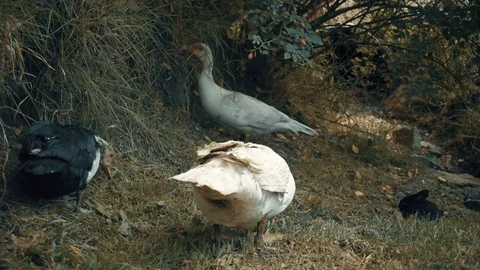 Animals on the farm Stock Footage 95998860