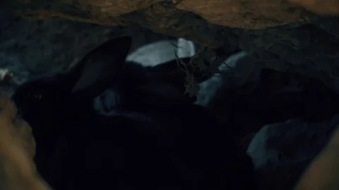 Animals on the farm Stock Footage 95998892