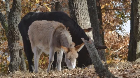 Animals at the farm Stock Footage 105567117