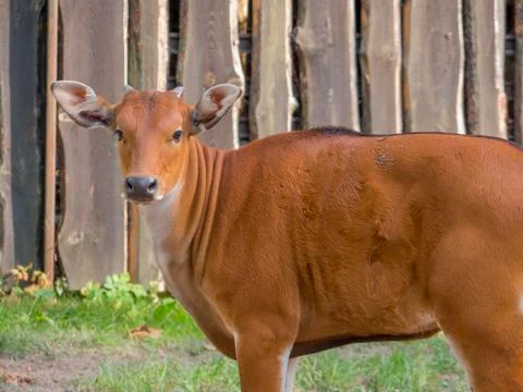 Animals on the farm Stock Photos